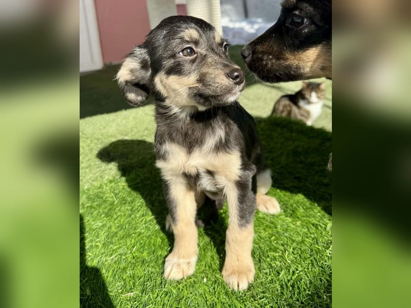 Kurti, zuckersüßer Welpenjunge....