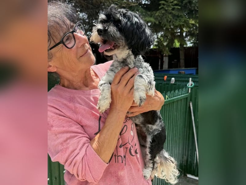 Josy – kleines Hundemädchen sucht ihr großes Glück