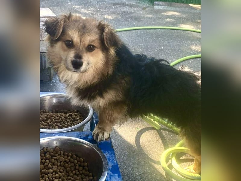 Mini Mäuschen Stella