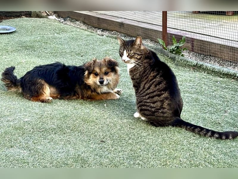 Mini Mäuschen Stella