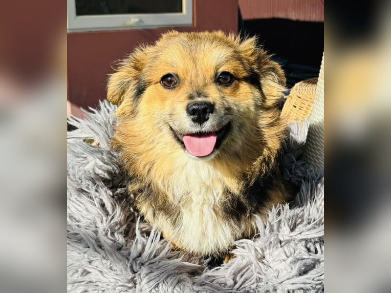 Mini Mäuschen Stella