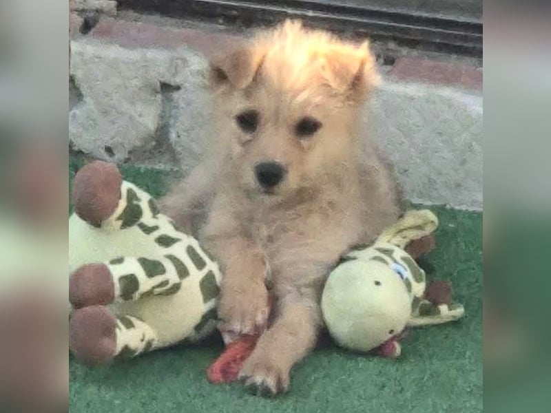 Polly ist bereit für ihr Abenteuer