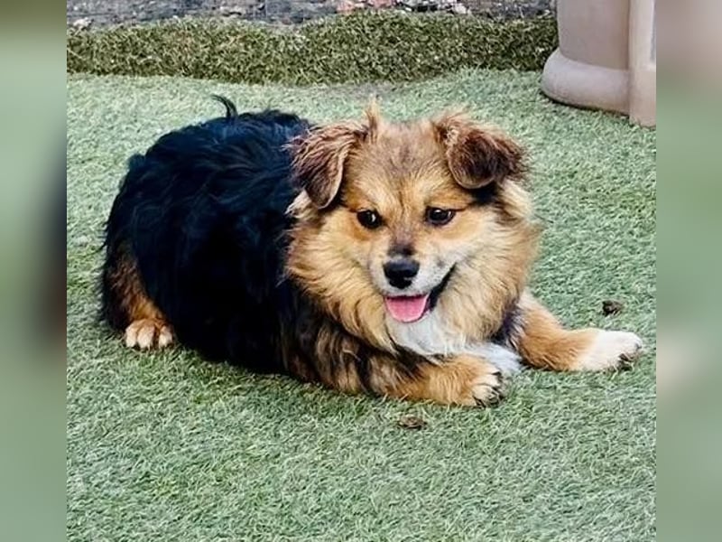 Mini Mäuschen Stella