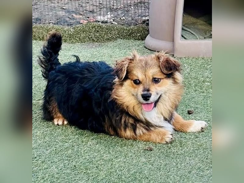 Mini Mäuschen Stella