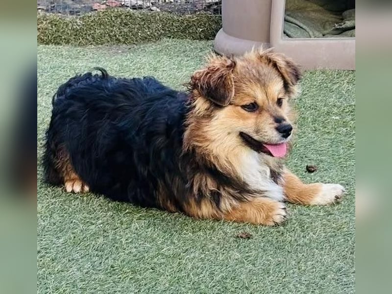 Mini Mäuschen Stella