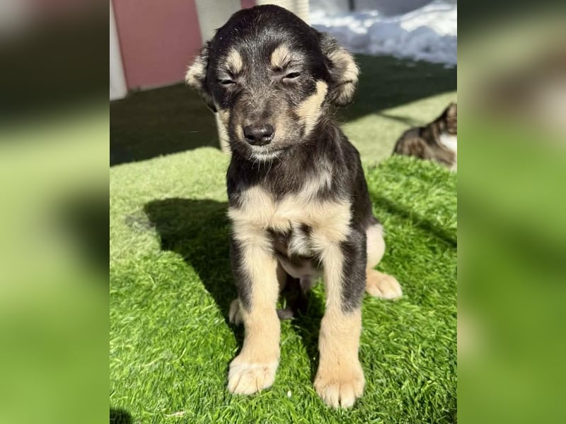 Kurti, zuckersüßer Welpenjunge....