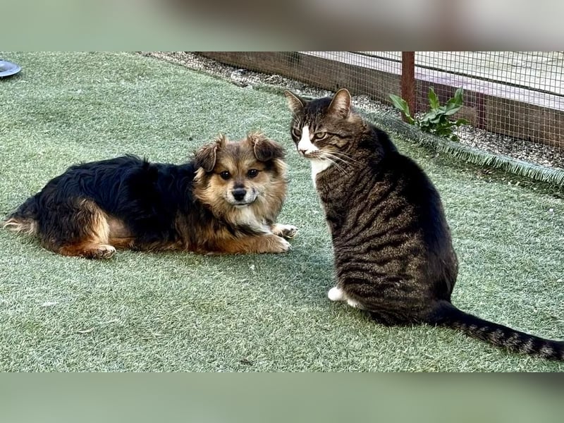 Mini Mäuschen Stella