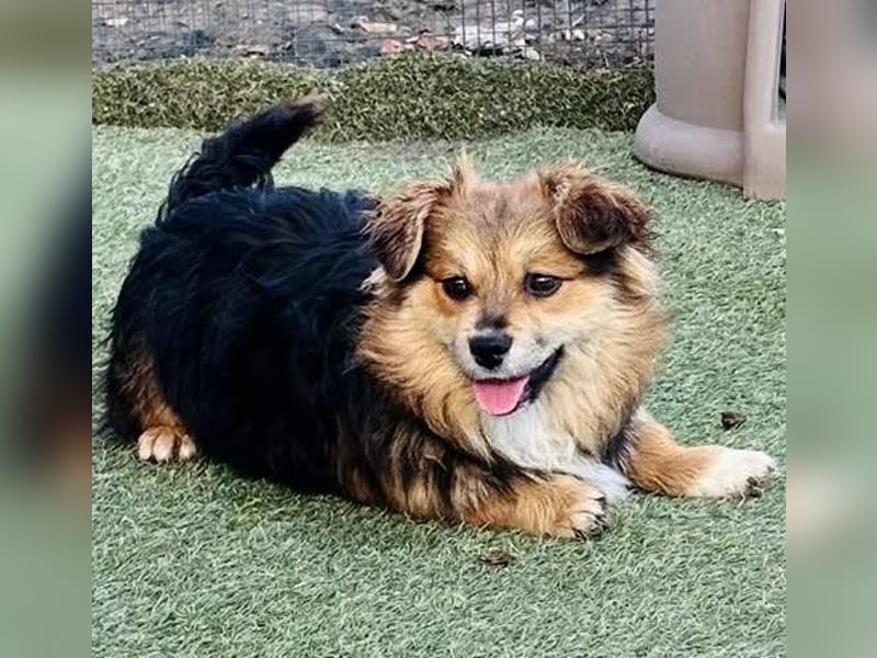 Mini Mäuschen Stella