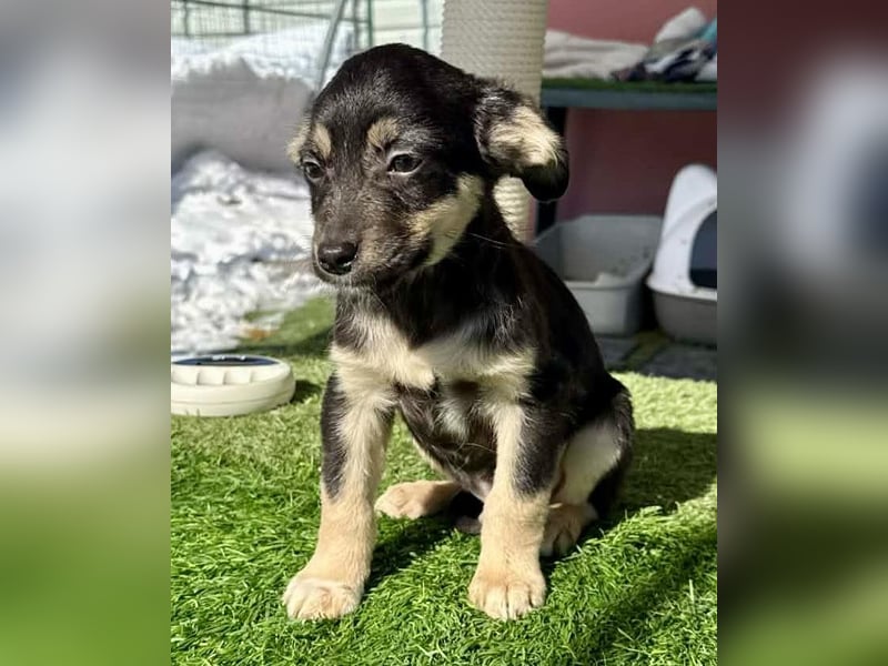 Kurti, zuckersüßer Welpenjunge....