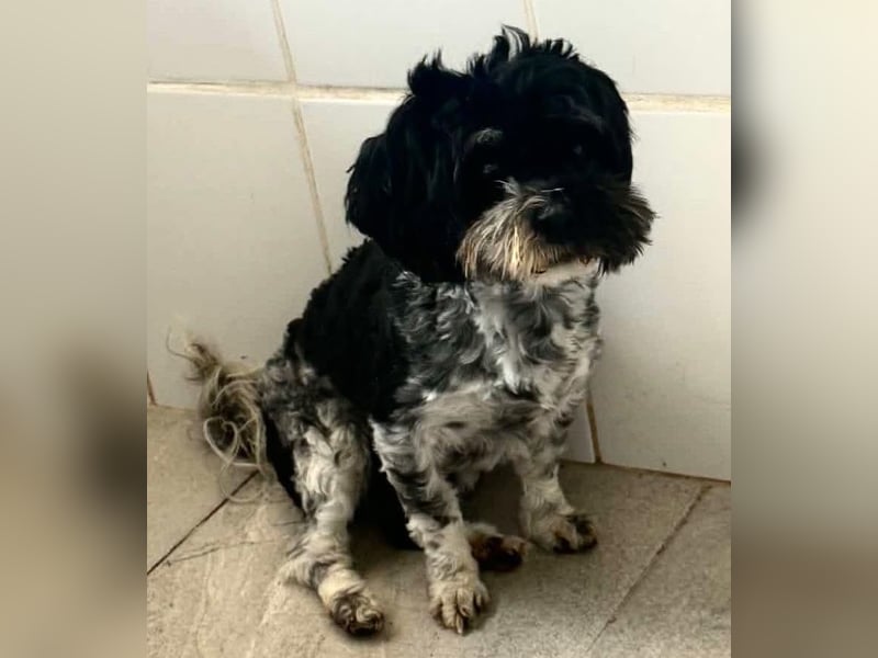 Josy – kleines Hundemädchen sucht ihr großes Glück