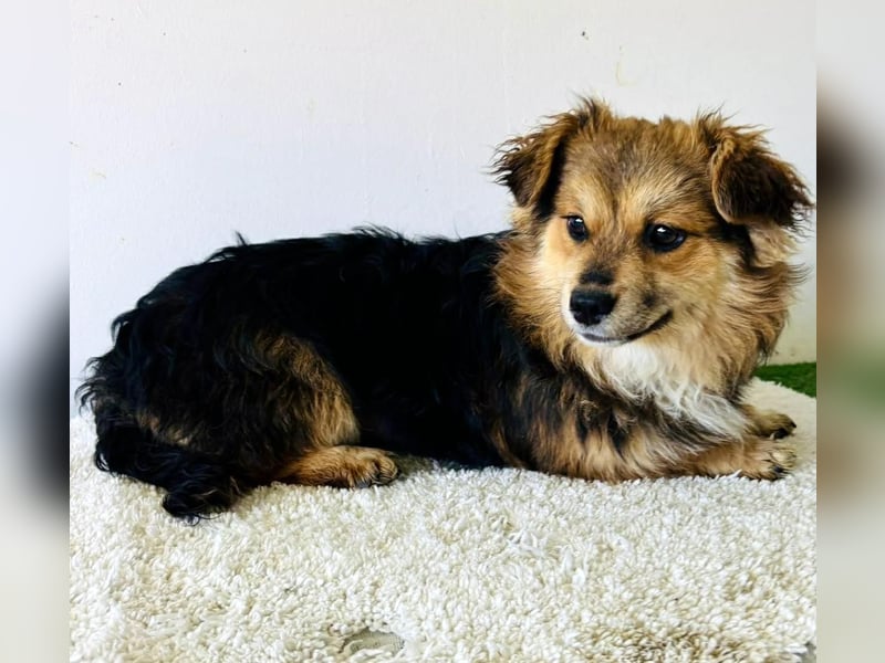 Mini Mäuschen Stella