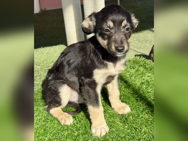 Kurti, zuckersüßer Welpenjunge....