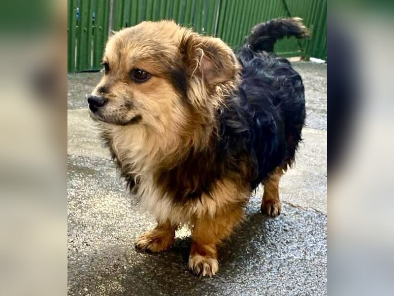 Mini Mäuschen Stella