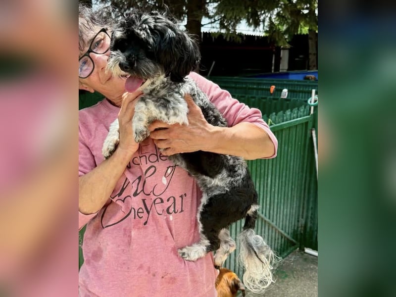 Josy – kleines Hundemädchen sucht ihr großes Glück