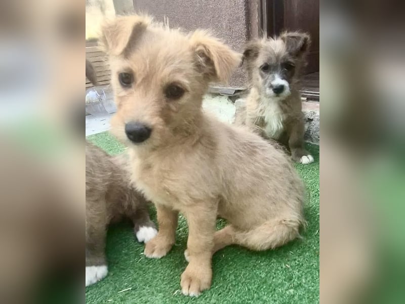 Polly ist bereit für ihr Abenteuer