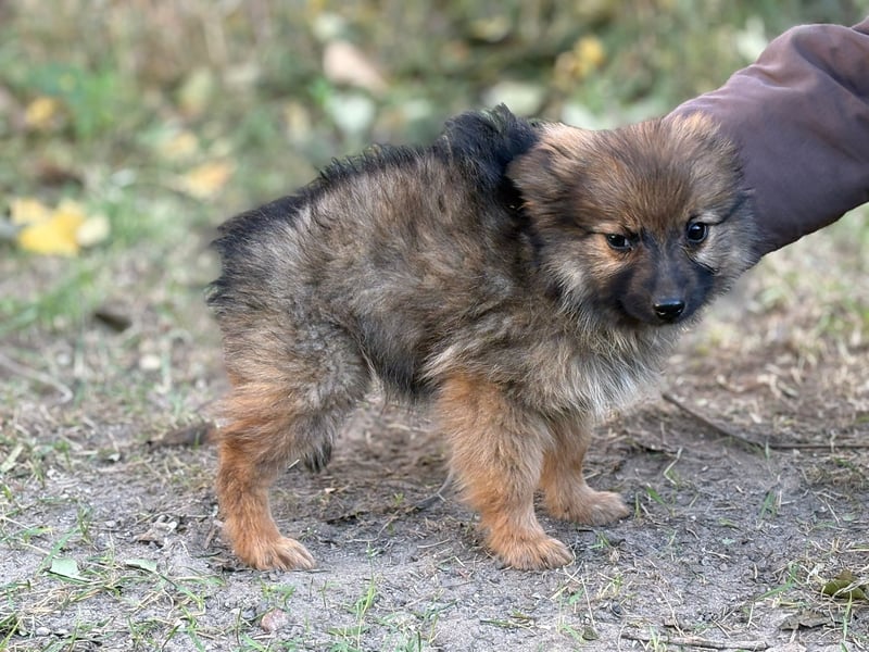 Walter - kleiner süße Rüde sucht herzliche Familie!