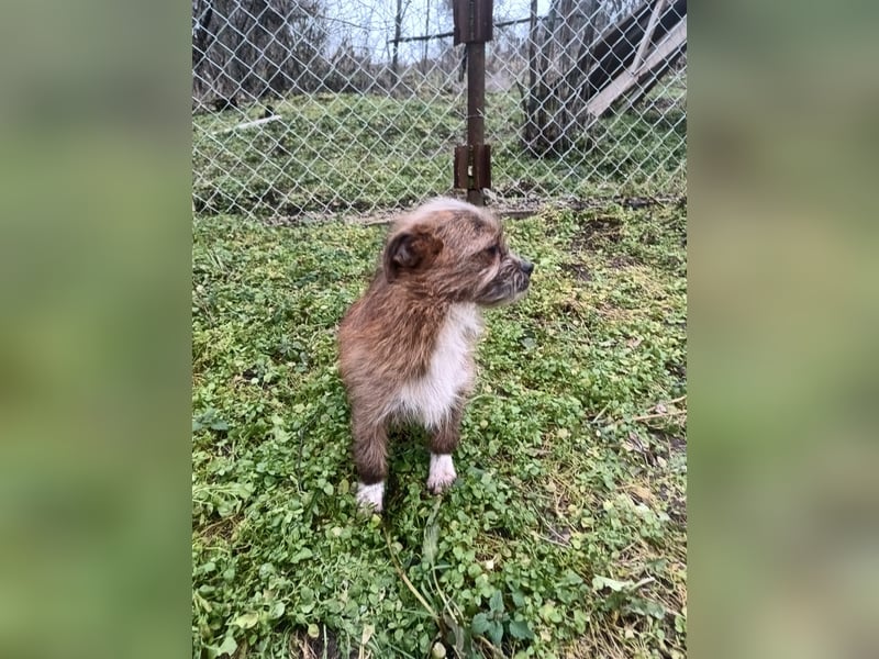 Matilda Tierschutzhund sucht ein Zuhause
