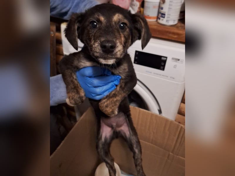 ⭐️BAUTZI⭐️, süßer Welpe, Rüde, 3 Monate, 25 cm, Mischling, Tierschutz