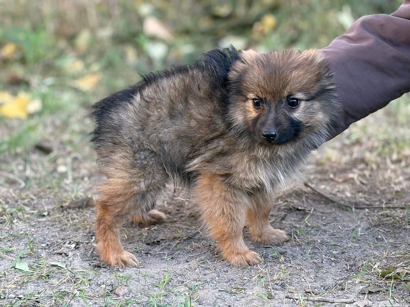 Walter - kleiner süße Rüde sucht herzliche Familie!