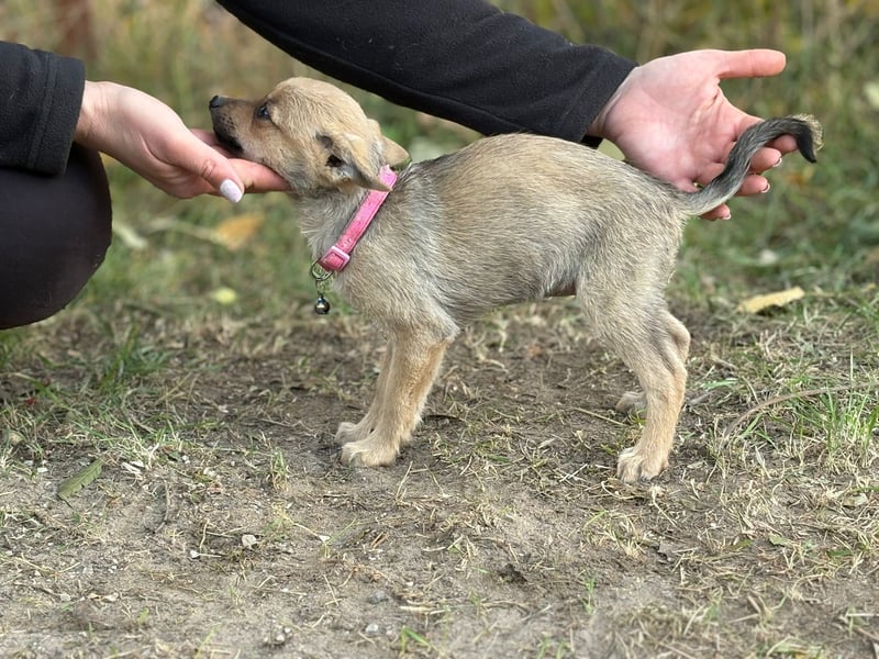 Sky - wunderschöner Welpe wünscht sich einen warmen Winter!