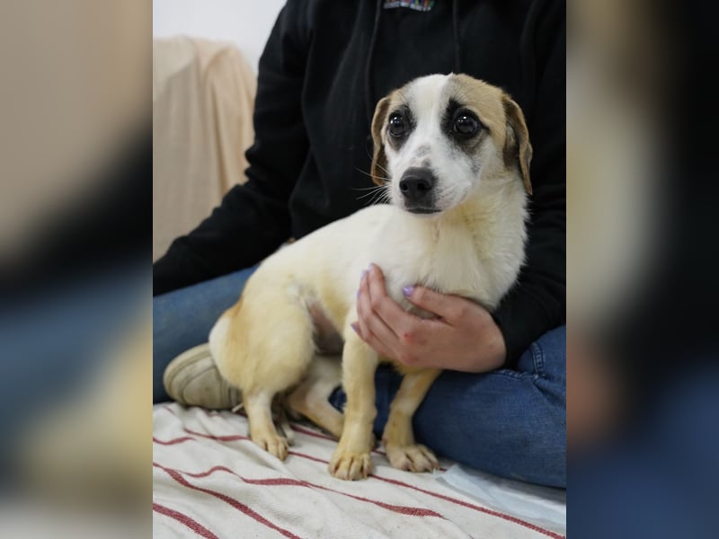 WIBKE, treue Seele, über 1 Jahr, 25 cm, Mischling, Tierschutz Rumänien