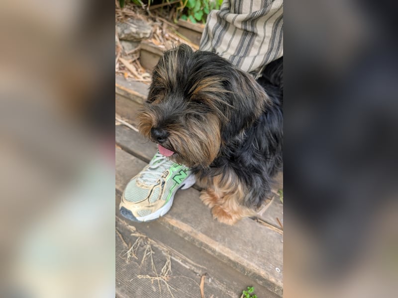 Zauberhafte Alberta wartet in Portugal auf unserem Tierschutzhof!