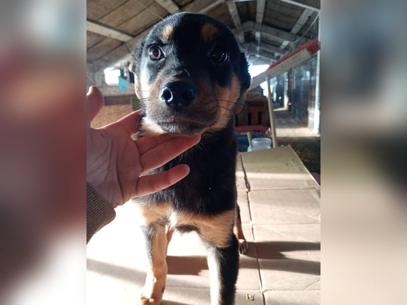 ⭐️WIKA⭐️, Hündin, 4 Monate, 25 cm, Mischling, Tierschutz