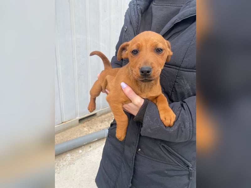 Elli sucht ein Herz, das sie liebt