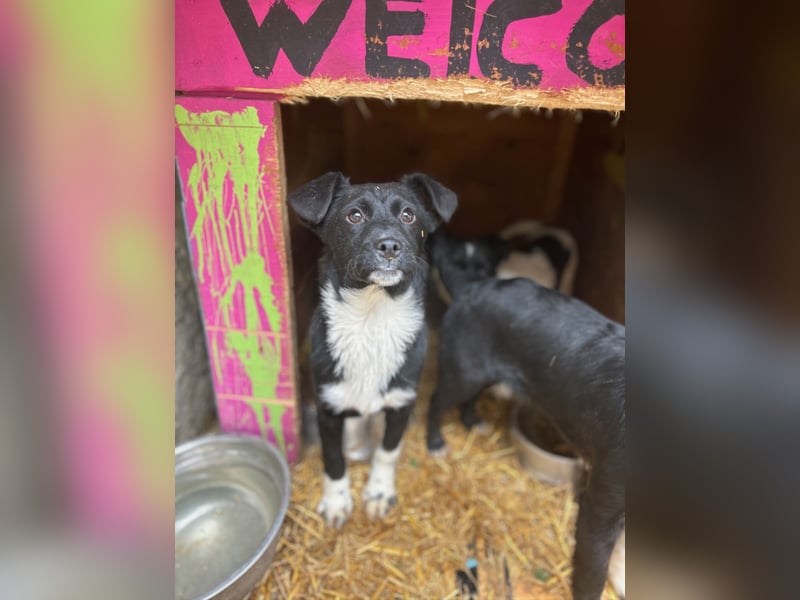 SIMBA, fröhlicher kleiner Sonnenschein, Hündin, 6 Monate, 32 cm, Mischling, Tierschutz