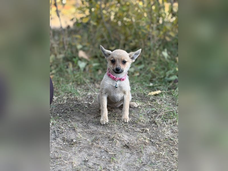 Sky - wunderschöner Welpe wünscht sich einen warmen Winter!