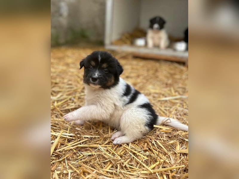 ⭐️STELLA⭐️, Hündin, 1 Monat, 13 cm, Mischling, Tierschutz