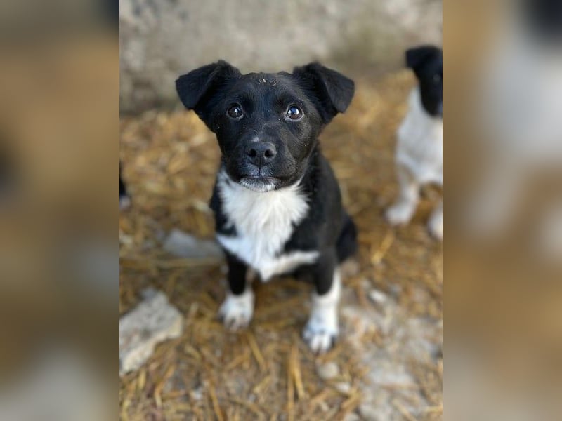 SIMBA, fröhlicher kleiner Sonnenschein, Hündin, 6 Monate, 32 cm, Mischling, Tierschutz