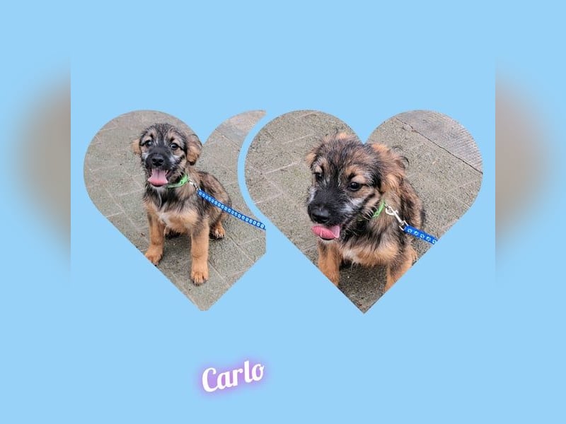 Junghund Carlo 30cm möchte Rumänien schnell verlassen
