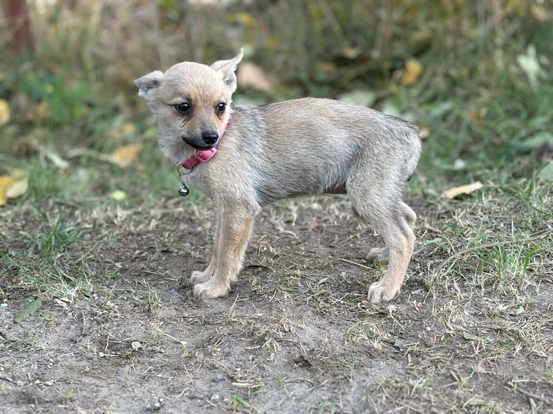 Sky - wunderschöner Welpe wünscht sich einen warmen Winter!