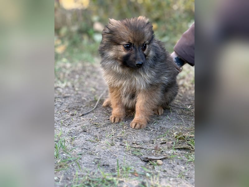 Walter - kleiner süße Rüde sucht herzliche Familie!