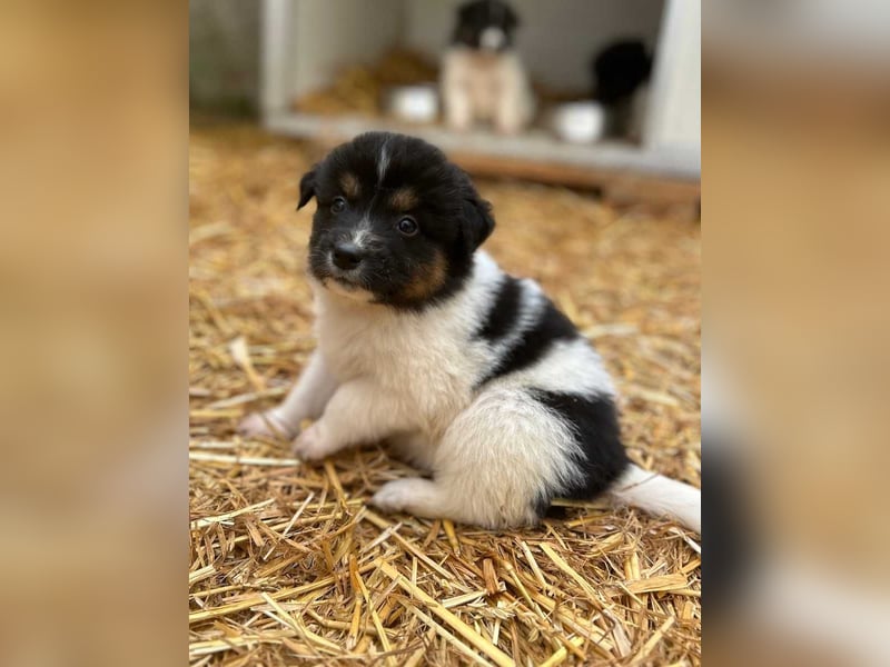 ⭐️STELLA⭐️, Hündin, 1 Monat, 13 cm, Mischling, Tierschutz