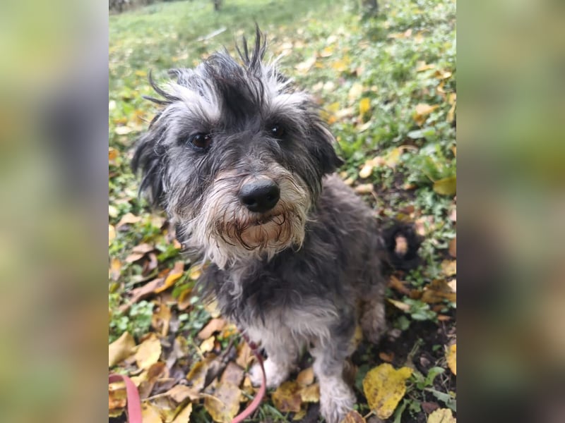 Hope Tierschutzhund sucht ein Zuhause