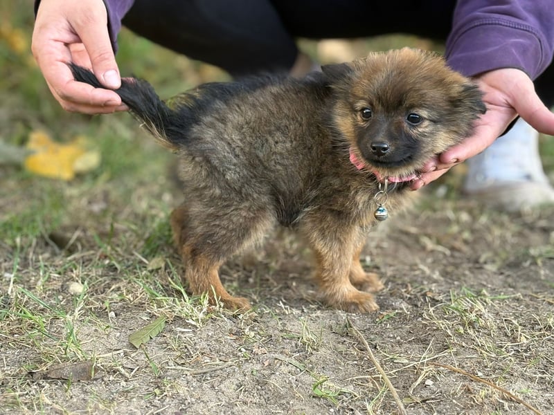 Winnie - möchte dich kennenlernen!