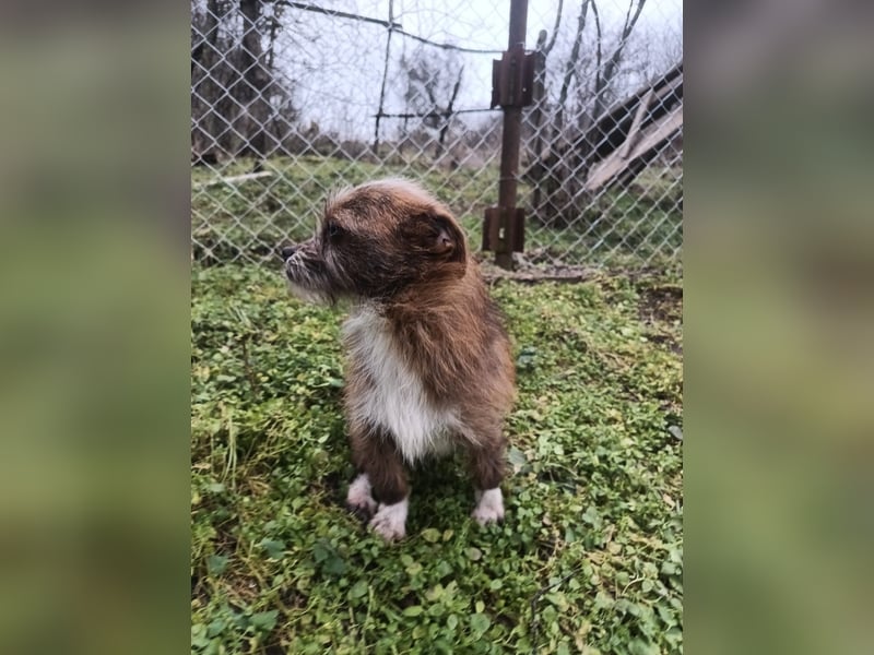 Matilda Tierschutzhund sucht ein Zuhause