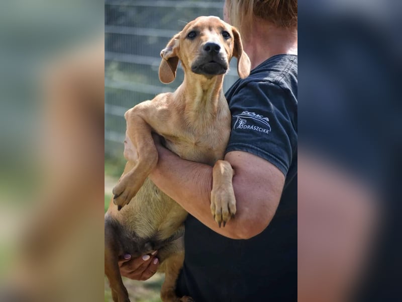 Fura - braucht dringend ein warmes Heim!