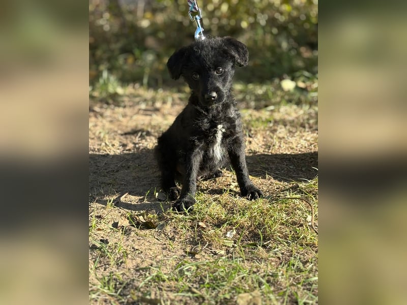 Kende - Verspielter Welpe sucht Zuhause