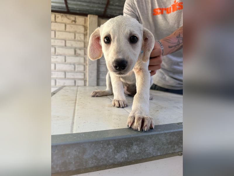 Valletta sucht ein Zuhause voller Liebe