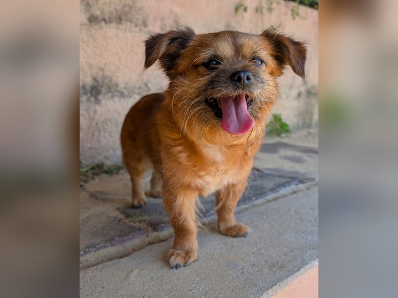 Menschenbezogene Senioren Pixie wartet in 49324 Melle auf dich!