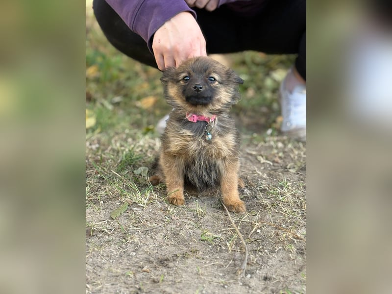 Winnie - möchte dich kennenlernen!