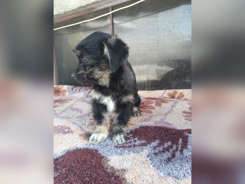 Hera Tierschutzhund sucht ein Zuhause