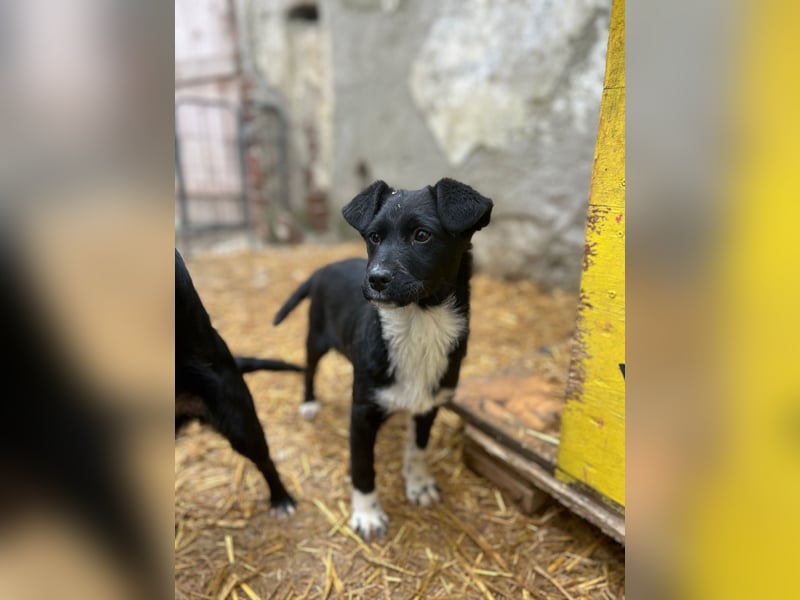 SIMBA, fröhlicher kleiner Sonnenschein, Hündin, 6 Monate, 32 cm, Mischling, Tierschutz