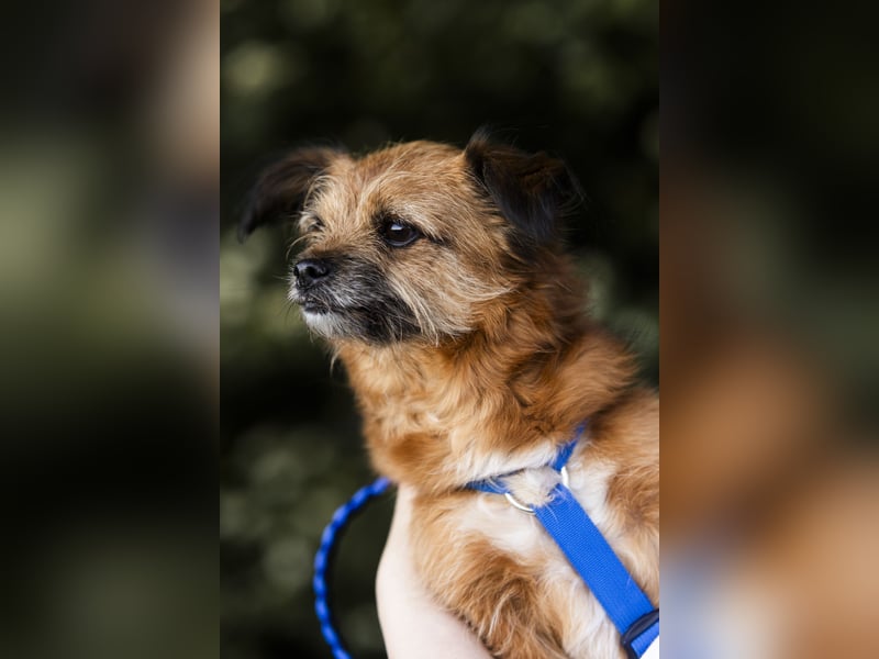 Menschenbezogene Senioren Pixie wartet in 49324 Melle auf dich!