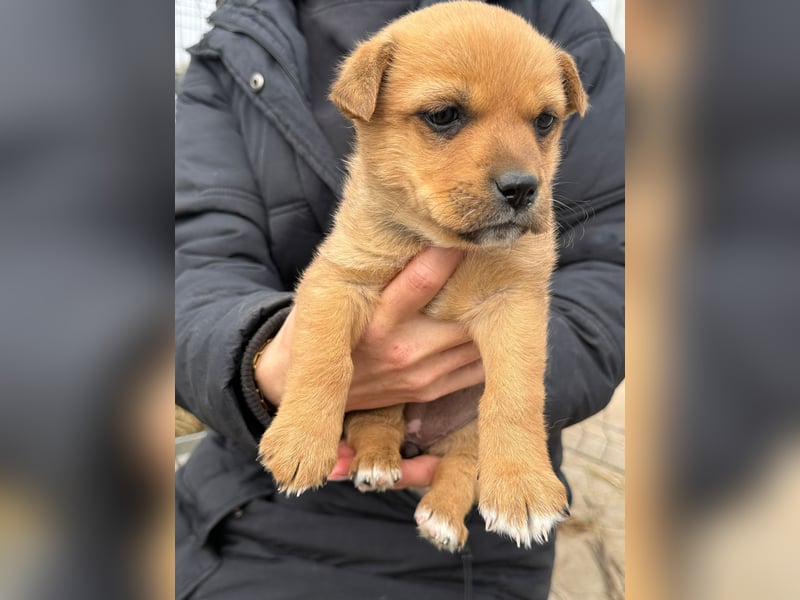 Fila wartet auf den einen Menschen, der ihn sieht