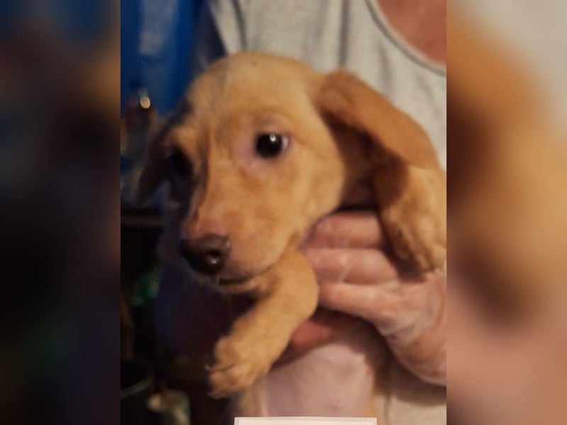 BUFFY, Hündin, 3 Monate, aktuell 20cm, Mischling, Tierschutz
