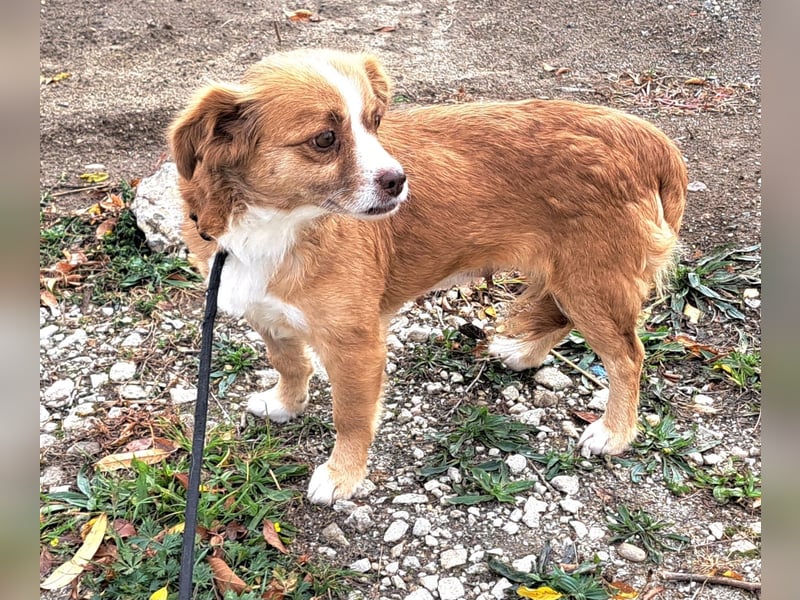 Liebes Hundemädchen Gennie möchte Rumänien so gerne verlassen